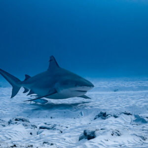 Bull shark heading toward camera over rippled sand, wider frame, Playa del Carmen, Quintana Roo, Mexico