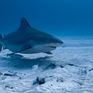 Bull shark turning toward camera with remoras over sand, Playa del Carmen, Quintana Roo, Mexico