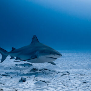Bull shark with remoras swimming right over sandy bottom, Playa del Carmen, Quintana Roo, Mexico