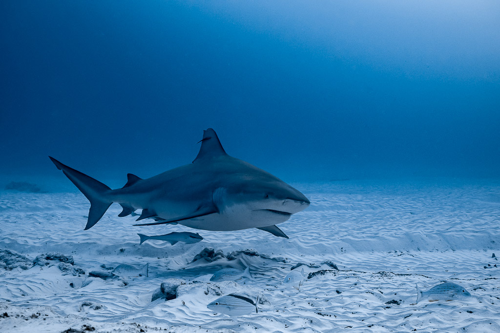 Requin bouledogue avec rémoras nageant vers la droite au-dessus du sable, Playa del Carmen, Quintana Roo, Mexique