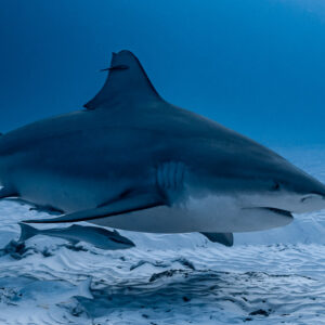 Bull shark with remoras cruising close over the sand, side view, Playa del Carmen, Quintana Roo, Mexico