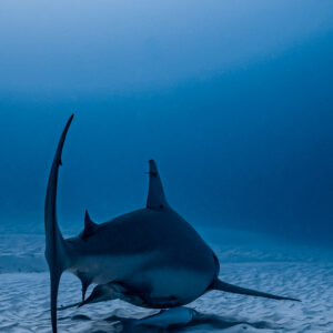 Bull shark swimming away with tail raised, vertical frame, Playa del Carmen, Quintana Roo, Mexico