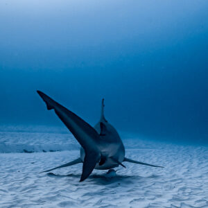 Bull shark from behind with tail sweeping over sand, Playa del Carmen, Quintana Roo, Mexico