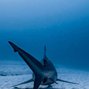 Bull shark from behind over sand, vertical frame, Playa del Carmen, Quintana Roo, Mexico