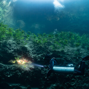 Sidemount diver lighting a small cavity under a vegetated ledge, Quintana Roo, Mexico