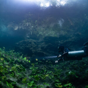 Sidemount diver among green plants under a luminous cenote surface, Quintana Roo, Mexico
