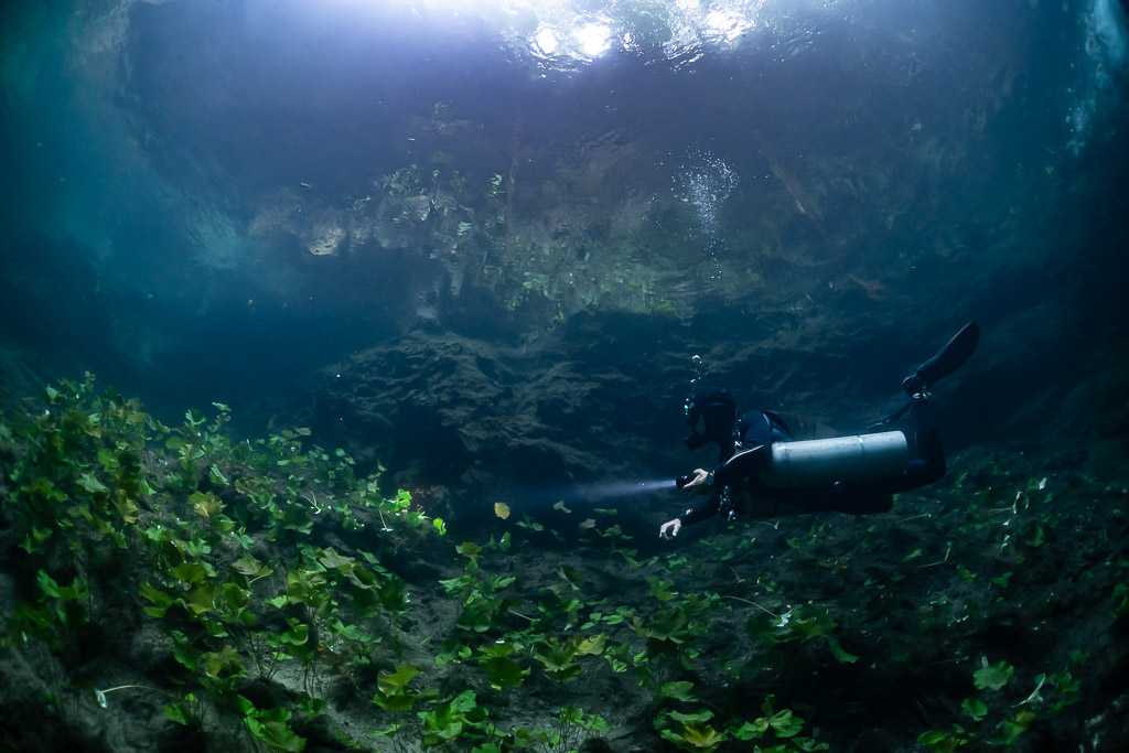 Plongeur en sidemount parmi les plantes vertes sous une surface lumineuse, Quintana Roo, Mexique