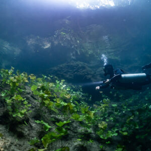 Sidemount diver beyond a foreground of bright green aquatic plants, Quintana Roo, Mexico