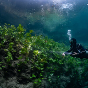Sidemount diver lighting tall aquatic plants in a shallow cenote, Quintana Roo, Mexico