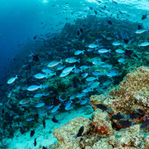 Banc de fusiliers bleu pâle longeant un tombant récifal avec des balistes, Fish Factory, Maldives