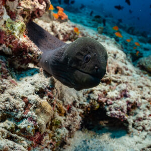 Giant moray leaving its coral lair towards the camera, Fish Factory, Maldives