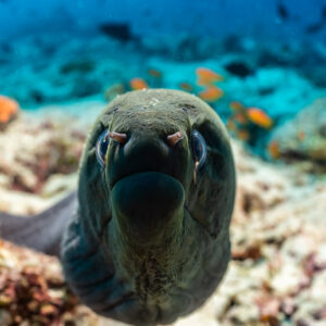 Giant moray face to face, head-on vertical portrait, Fish Factory, Maldives