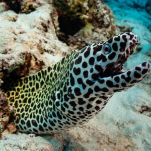 Laced moray with open mouth emerging from a reef crevice, Fish Factory, Maldives