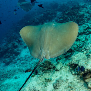 Pink whipray gliding over the reef, vertical view from above, Fish Factory, Maldives