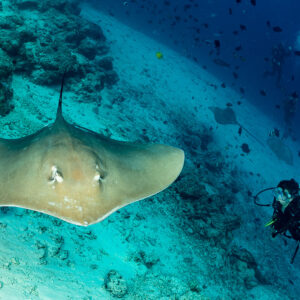 Pink whipray swimming towards the lens with a woman diver behind, Fish Factory, Maldives
