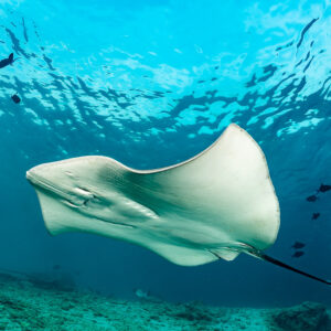 Pink whipray banking under the sunlit surface in shallow water, Fish Factory, Maldives