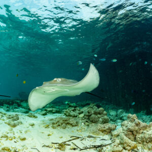 Pink whipray curling its wings near a jetty in shallow water, Fish Factory, Maldives
