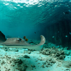 Stingray with raised wing tips gliding over rubble near jetty pillars, Fish Factory, Maldives
