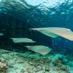 Four pink whiprays swimming together beneath a jetty, Fish Factory, Maldives