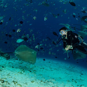 Woman diver watching a pink whipray among schooling bannerfish, Fish Factory, Maldives
