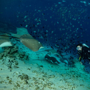 Several pink whiprays crossing the sand ahead of a woman diver, Fish Factory, Maldives