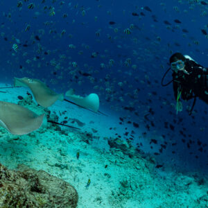 Woman diver hovering above a group of pink whiprays and reef fish, Fish Factory, Maldives