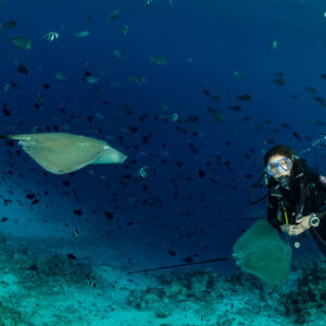 Woman diver surrounded by pink whiprays and a cloud of reef fish, Fish Factory, Maldives