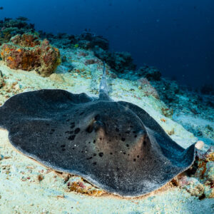 Blotched fantail ray resting on sand at the reef edge, Hafza Thila, Maldives