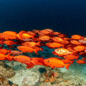 School of red crescent-tail bigeyes hovering over the reef, Hafza Thila, Maldives