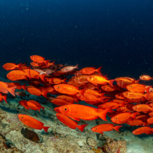 Dense school of crescent-tail bigeyes against dark blue water, Hafza Thila, Maldives