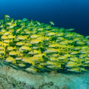 Large school of bluestripe snappers massed above the sandy bottom, Hafza Thila, Maldives