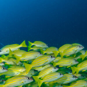 Bluestripe snappers in a tight wall, close side view, Hafza Thila, Maldives