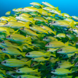 Dome of bluestripe snappers filling the frame against open blue, Hafza Thila, Maldives