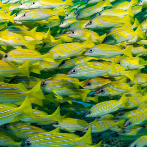 Close-up inside a school of bluestripe snappers, frame-filling pattern, Hafza Thila, Maldives