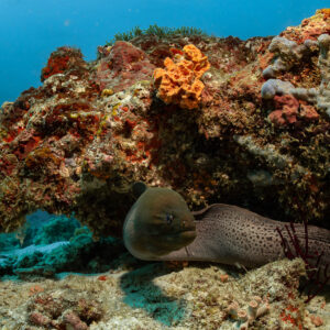 Giant moray resting under a colourful coral overhang, Hafza Thila, Maldives