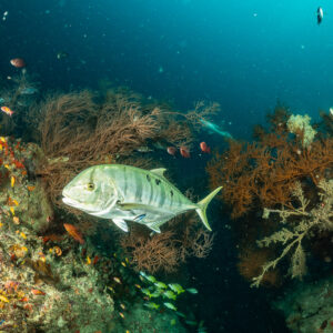 Golden trevally swimming past a reef with sea fans, Maaya Thila, Maldives