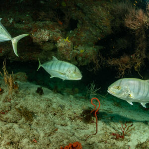 Trois carangues royales jaunes croisant sous un surplomb du récif, Maaya Thila, Maldives