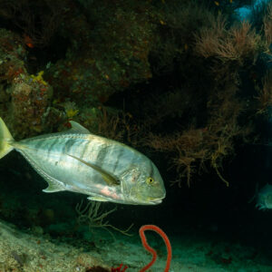 Golden trevally in close side view beneath a dark overhang, Maaya Thila, Maldives