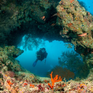 Woman diver seen through a coral arch with anthias, Maaya Thila, Maldives