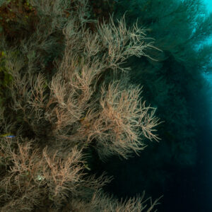 Bushy black coral colony on a reef wall, vertical frame, Fish Head, Maldives