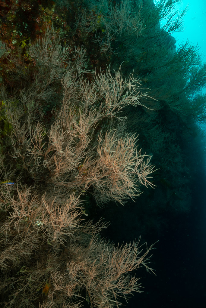 Bushy black coral colony on a reef wall, vertical frame, Fish Head, Maldives