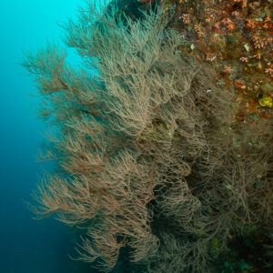 Black coral bush on a wall edge against blue water, Fish Head, Maldives