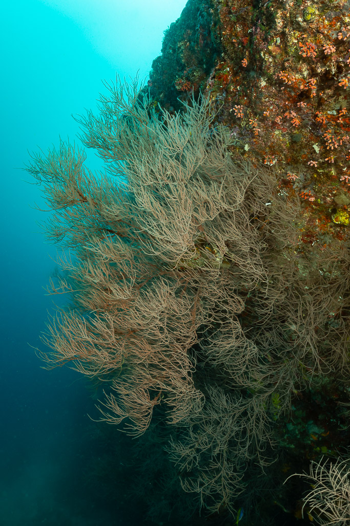 Black coral bush on a wall edge against blue water, Fish Head, Maldives