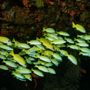School of bluestripe snappers under a dark reef ledge, Fish Head, Maldives