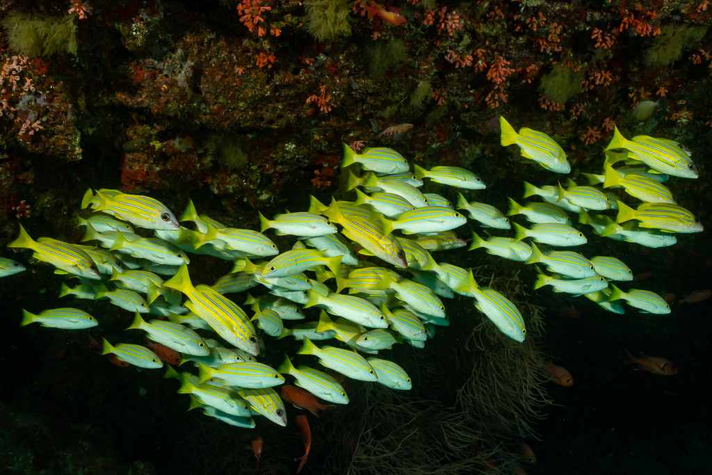 School of bluestripe snappers under a dark reef ledge, Fish Head, Maldives