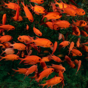 School of red whitetip soldierfish sheltering in the reef, Fish Head, Maldives