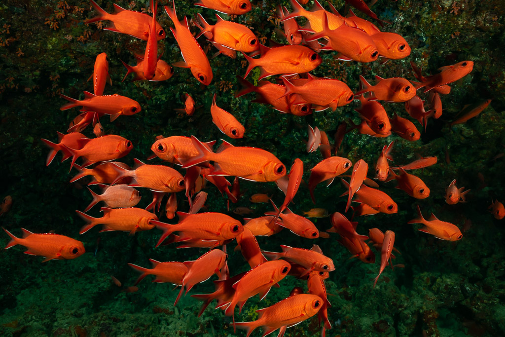 School of red whitetip soldierfish sheltering in the reef, Fish Head, Maldives