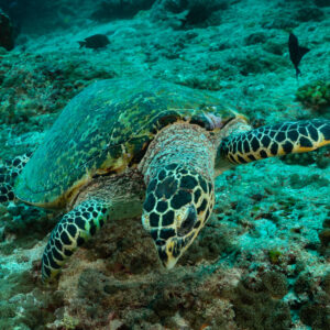 Hawksbill sea turtle feeding on the reef, side view, Fish Head, Maldives