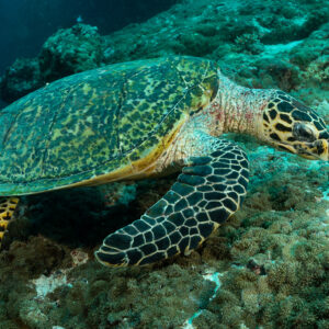 Hawksbill sea turtle foraging on the reef, three-quarter view, Fish Head, Maldives