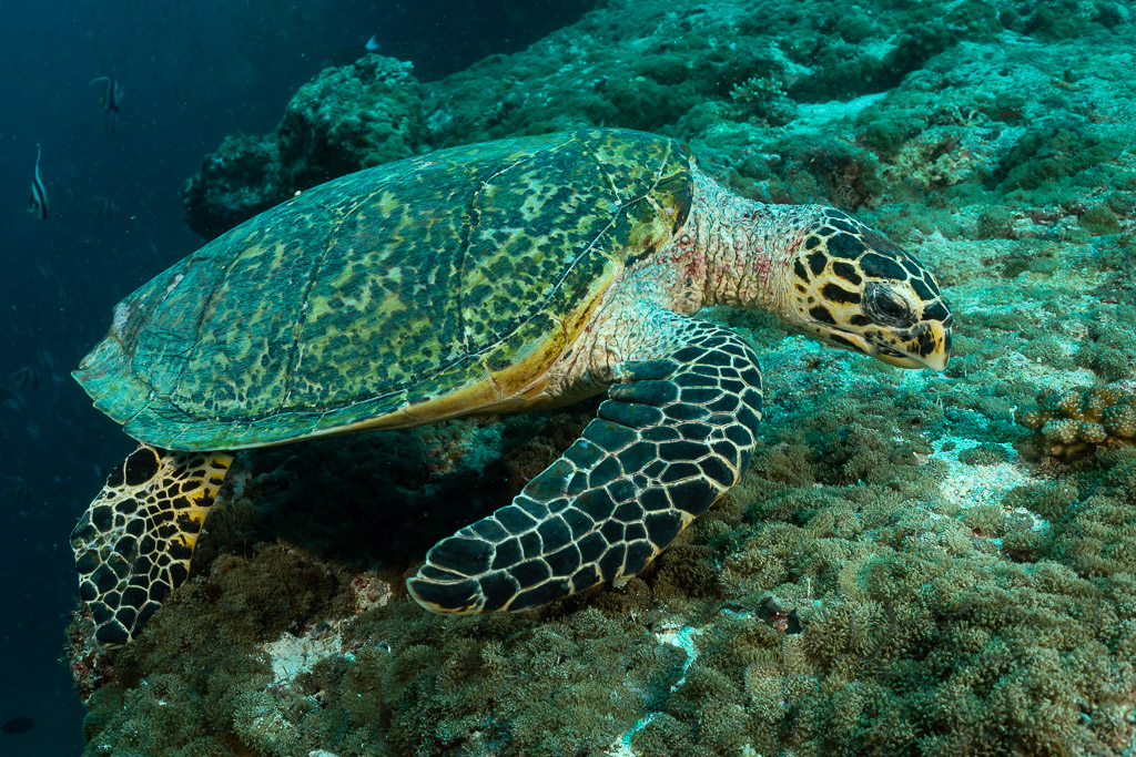 Hawksbill sea turtle foraging on the reef, three-quarter view, Fish Head, Maldives